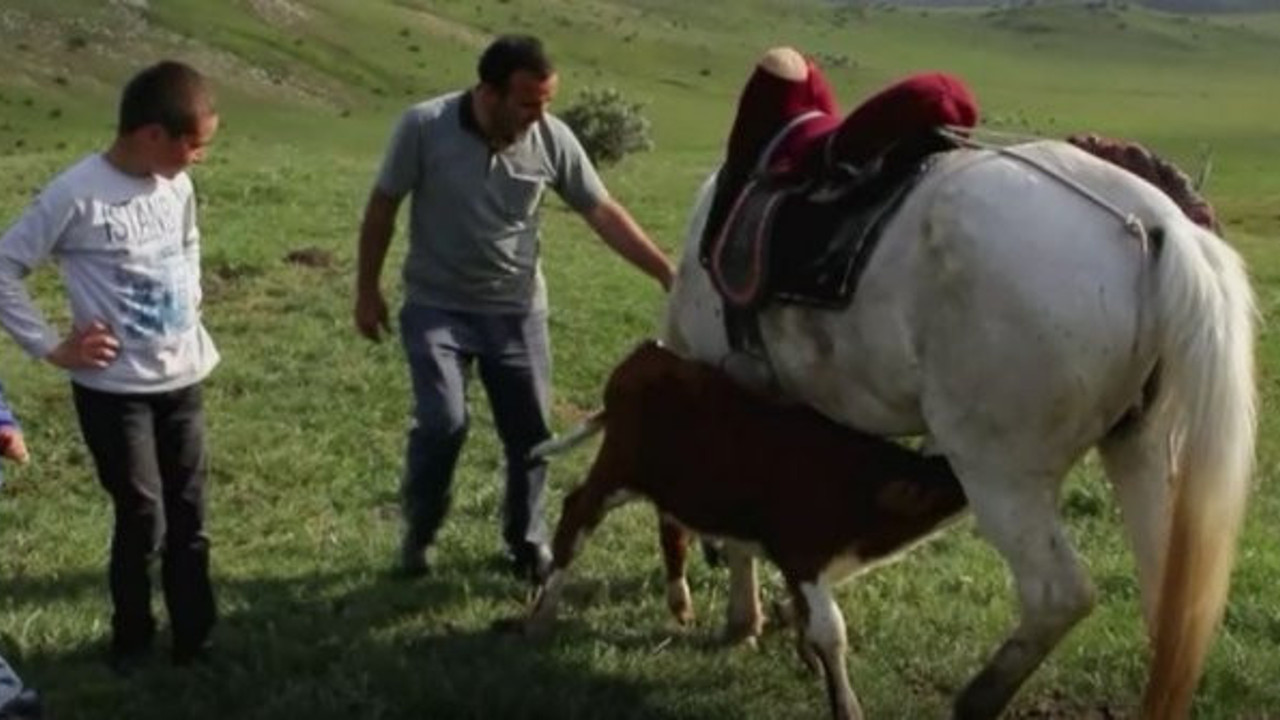 Yavru dananın sütü Aktolgalı'dan