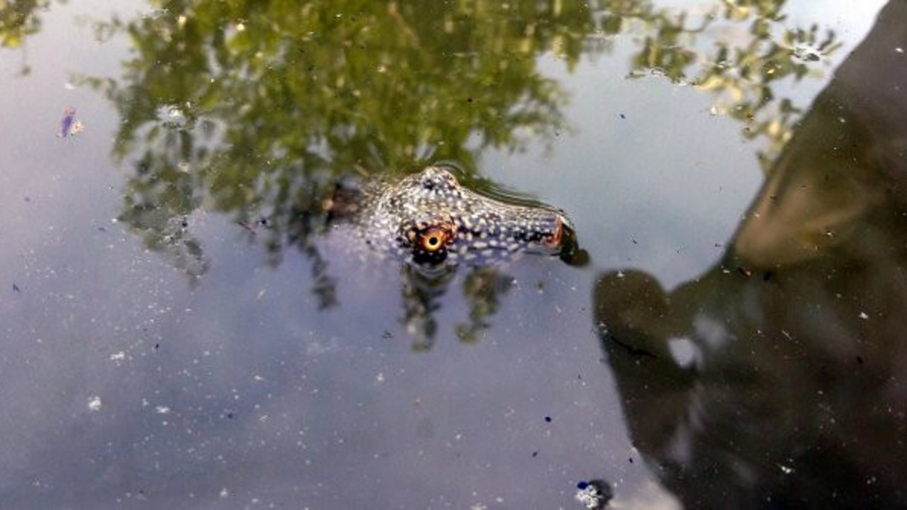 Adıyaman’da ortaya çıktı, uzmanlar hemen incelemeye aldı