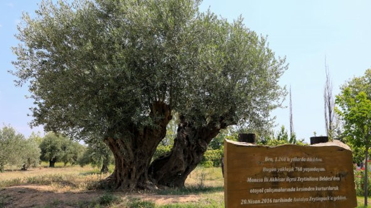 Tam bin 200 yaşında: Açık artırmayla satılacak
