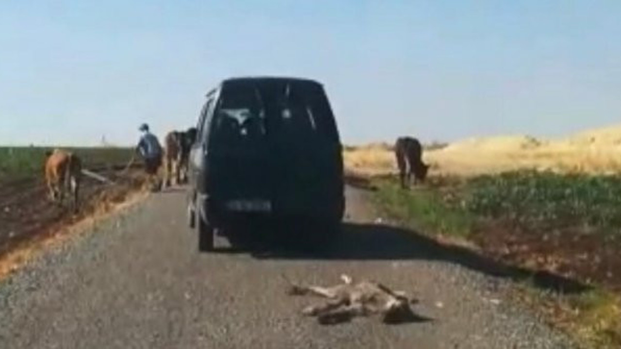 Diyarbakır'da vicdanları sızlatan görüntü