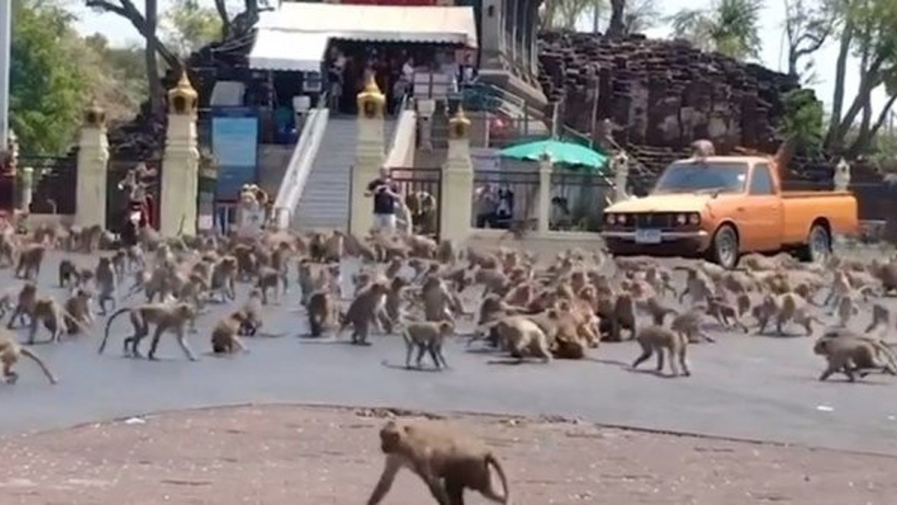 Korona virüs işlerine geldi: Binlerce maymun kenti ele geçirdi