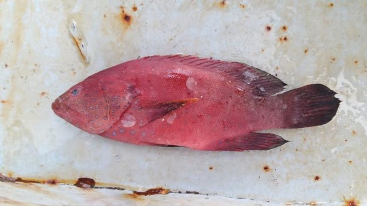 Doğu Akdeniz'de ilk kez görüldü