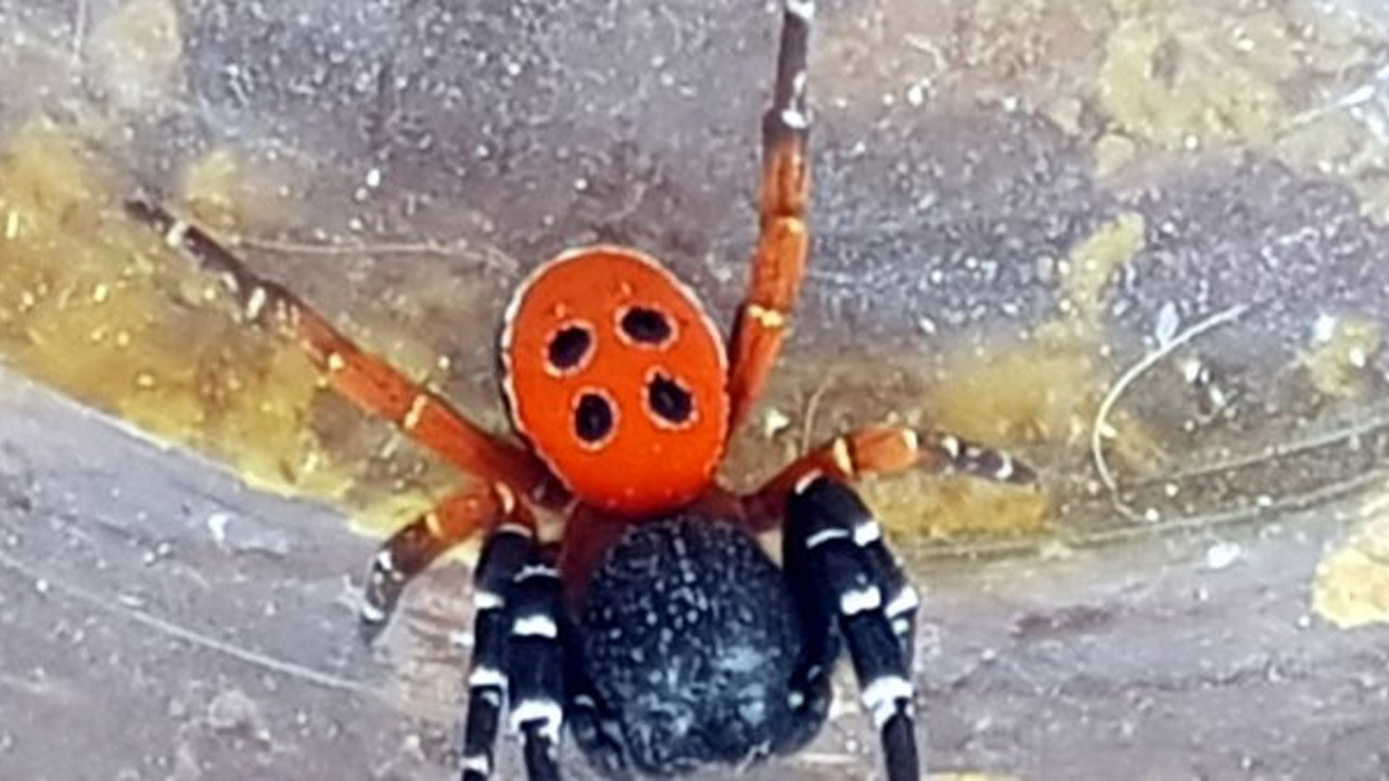 Hepimizin karşısına çıkabilir: Bursa'da öldüren örümcek paniği: Uğur Böceği görünümlü katil