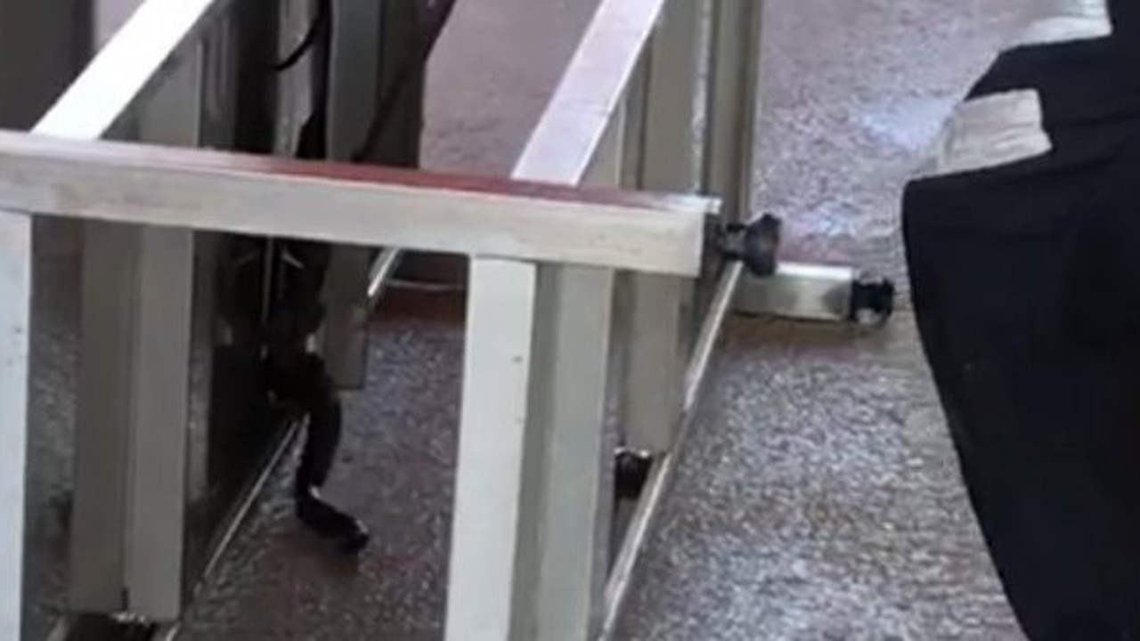 Tezgaha sıkışan yılanın zor anları