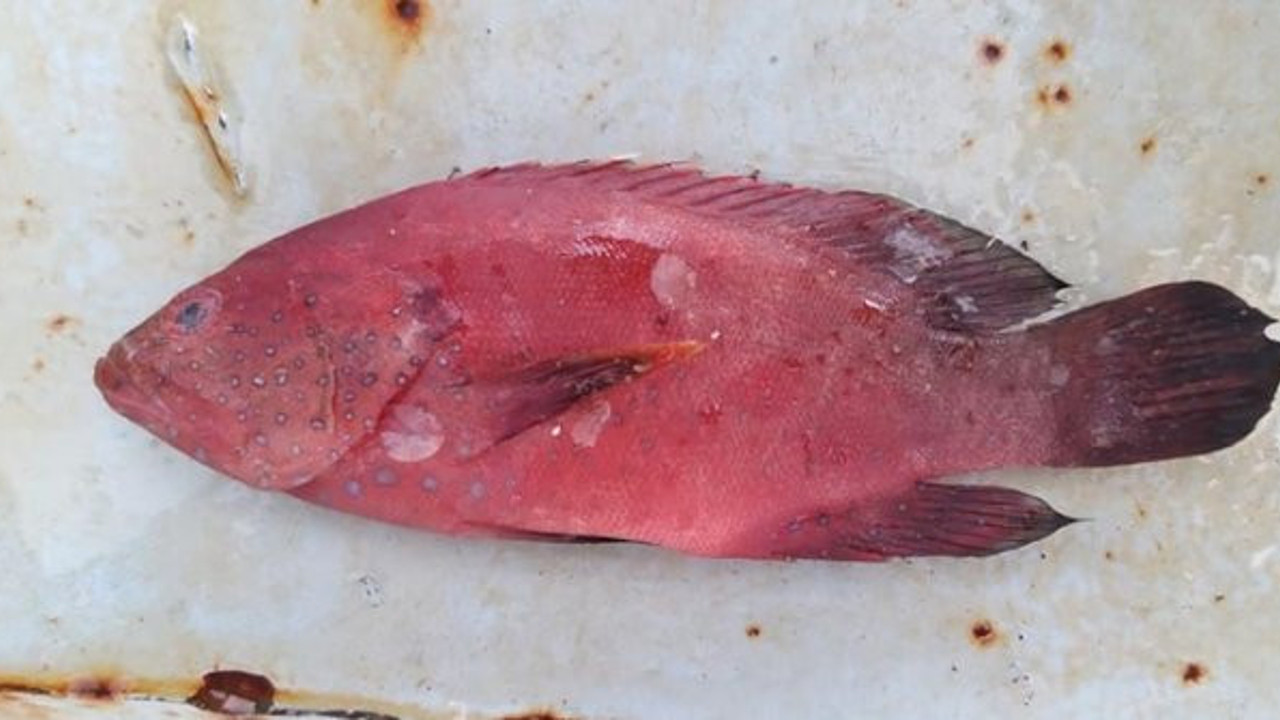 Sevindiren gelişme: 5 yıl aradan sonra Doğu Akdeniz'den çıktı