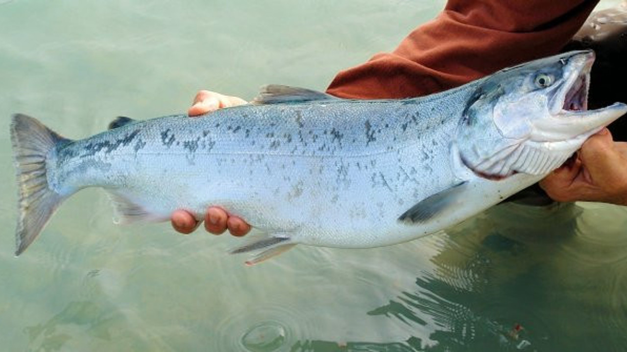 Türk profesör açıkladı: Somon balığı, korona virüs taşır mı? İşte cevabı...