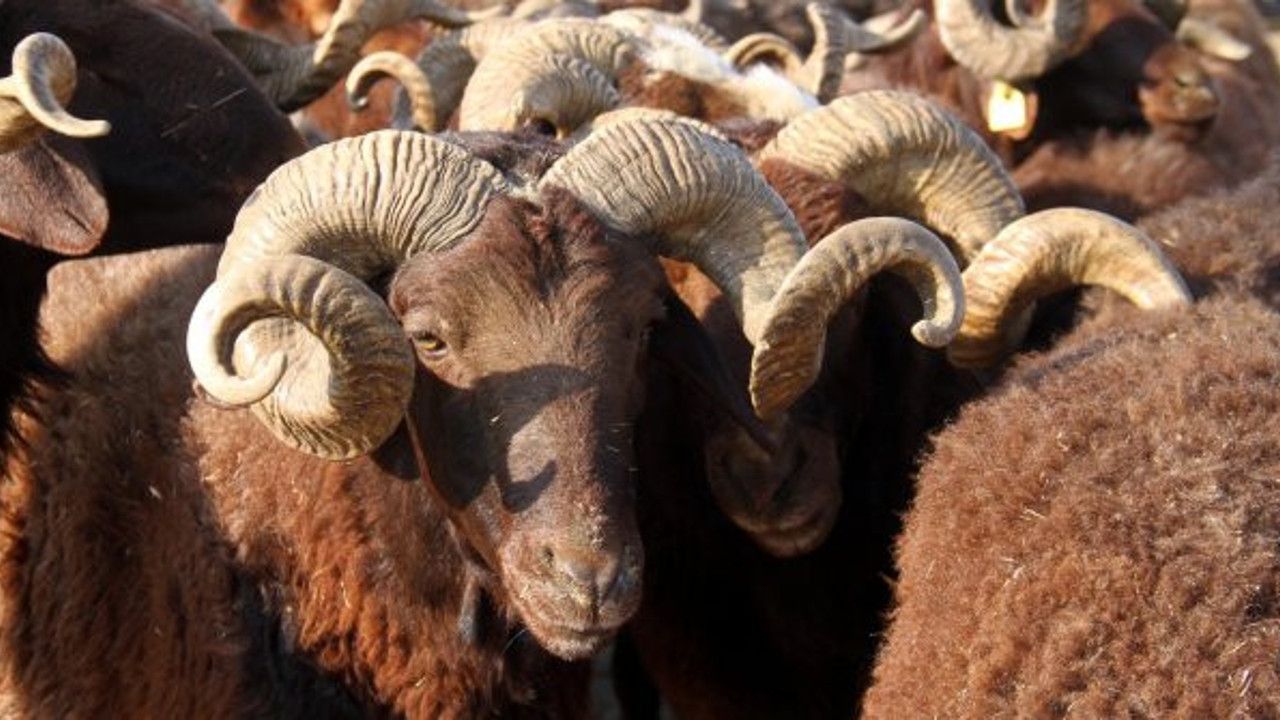 Kurban Bayramı için dudak uçuklatan cezalar