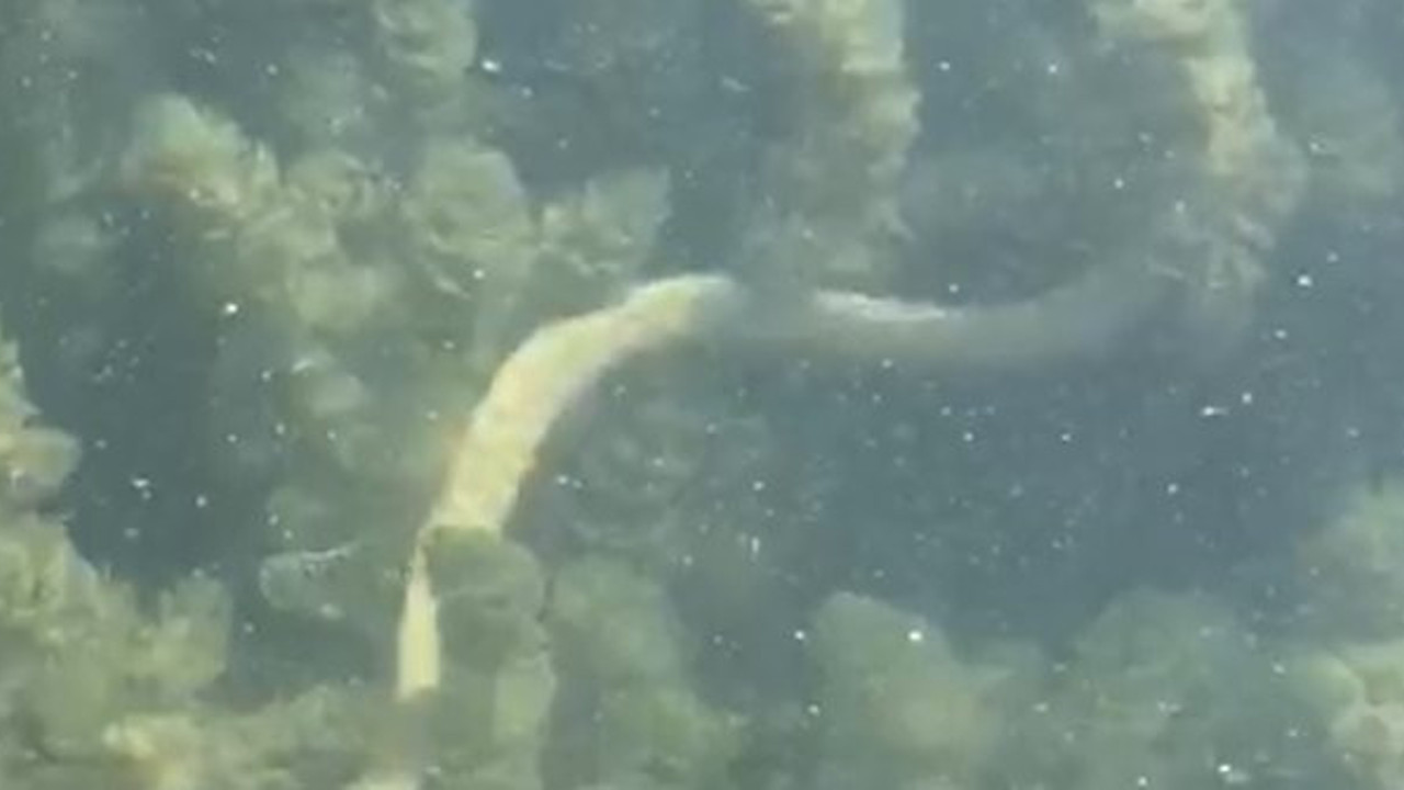 ‘Gölcük depreminden bir kaç gün önce İznik Gölü’nde aynısı yaşanmıştı’ tezini uzmanlar reddediyor olsa da.. 1999 depreminin habercileri geri geldi