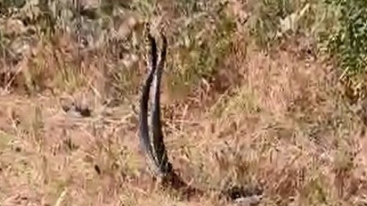 Tunceli'de, yılanların şaşırtan dansı