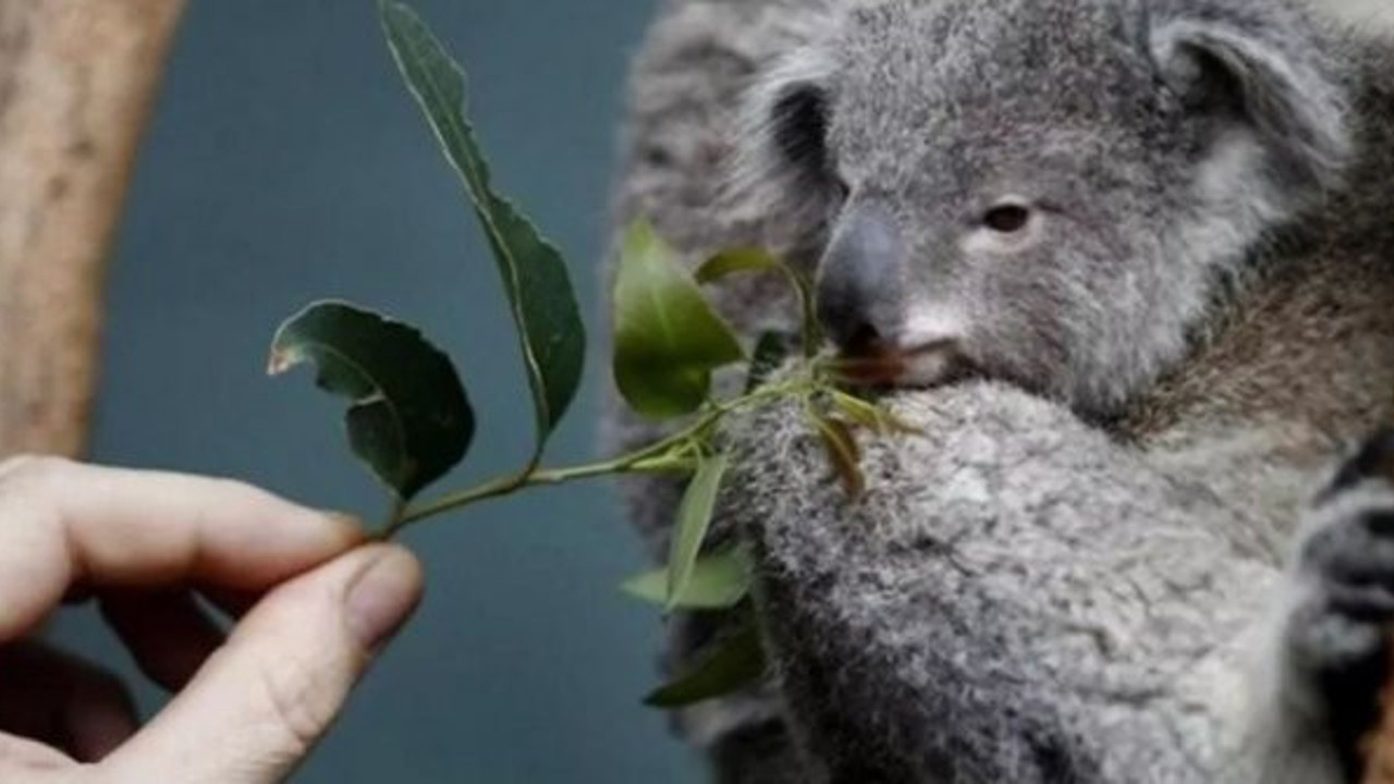 Ekosistem için acil önlem alınmalı! 2050'ye kadar soyları tükenebilir