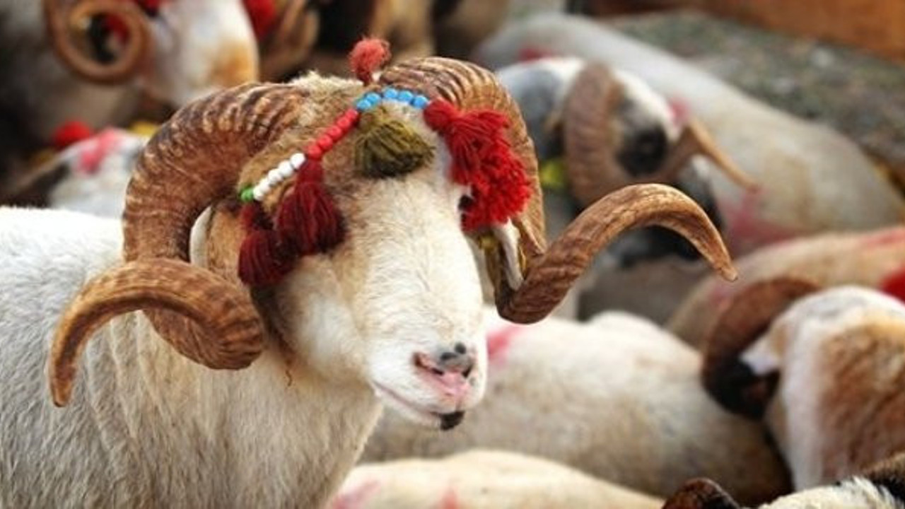 Kurban Bayramı’nda alınacak tedbirler belli oldu. Kurban Bayramı’nda alınacak korona önlemleri neler? İşte Kurban Bayramı’nda alınacak tedbirler…