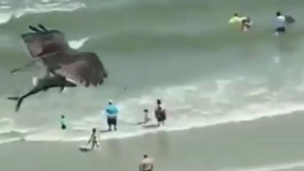 Kartal pençeleriyle köpek balığını böyle avladı