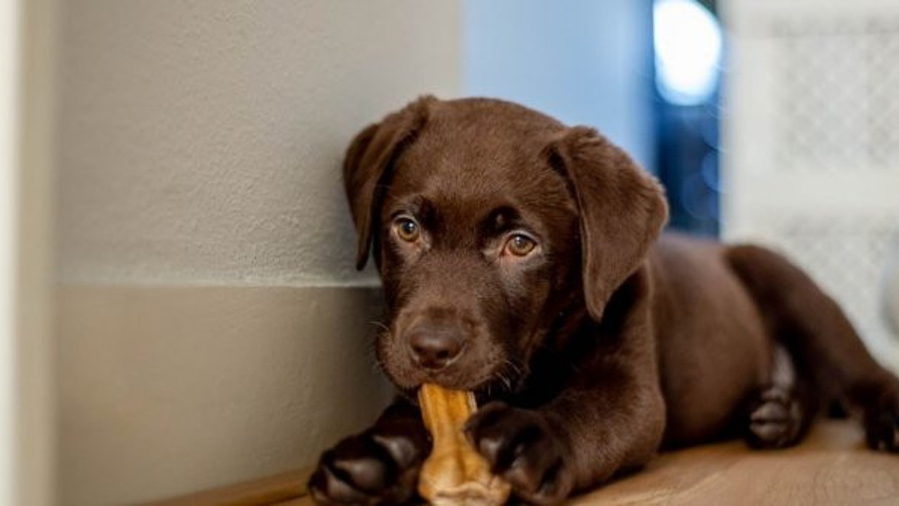 6 yıl süren çalışma hesapları alt üst etti, bildiğiniz hesaplamayı unutun, 1 yaşında köpek 30 yaşında çıktı