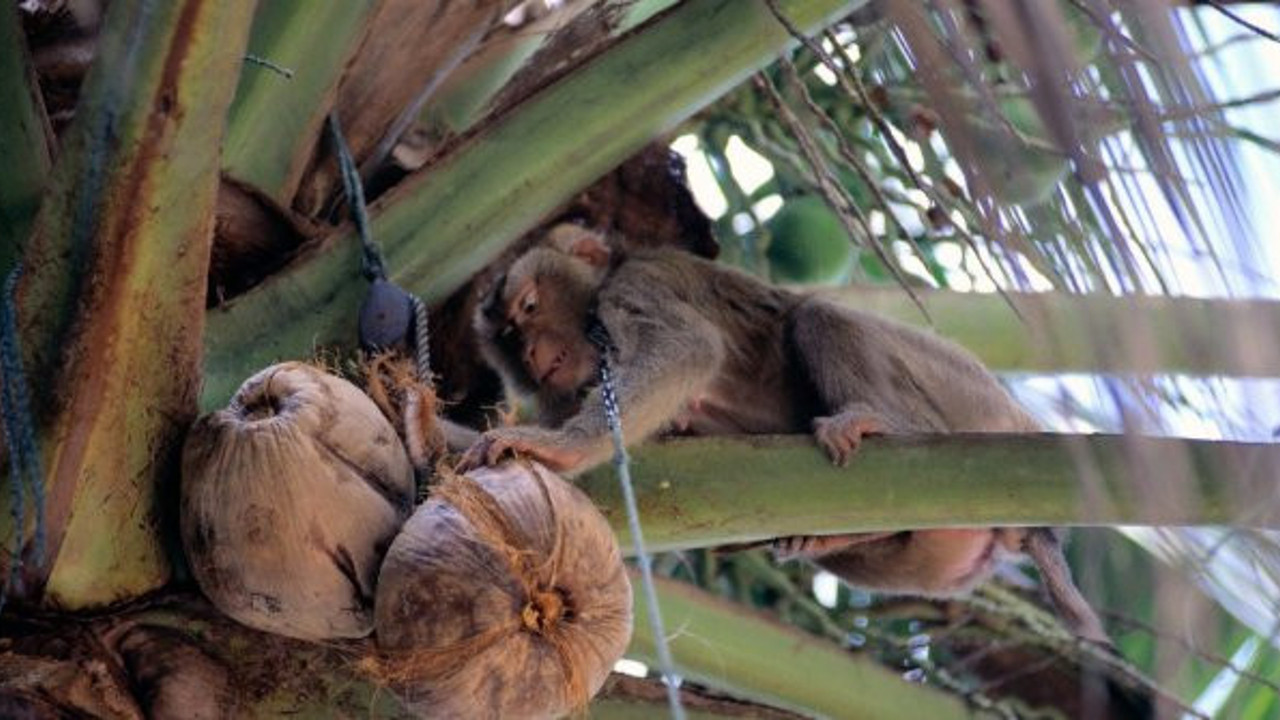 Maymunları köle gibi çalıştırıyorlar: Ürünler raflardan inecek
