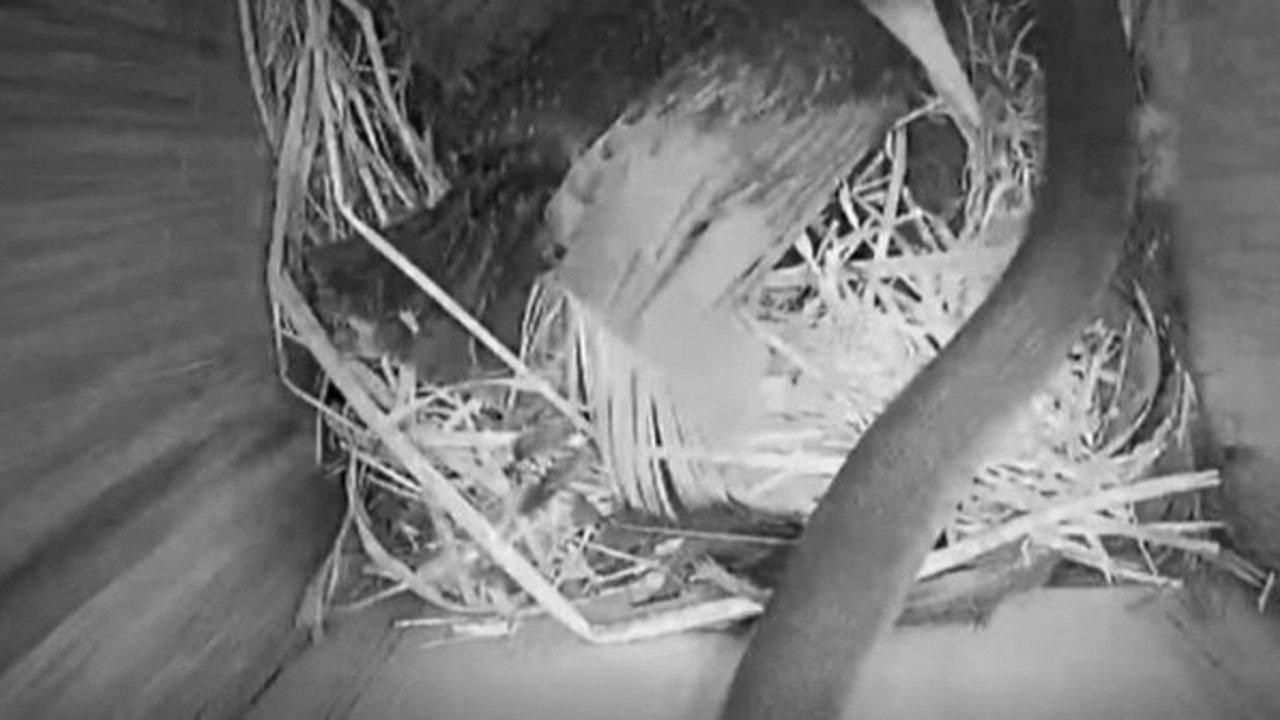 Yavrusunu yemek isteyen yılana annesinden dayak