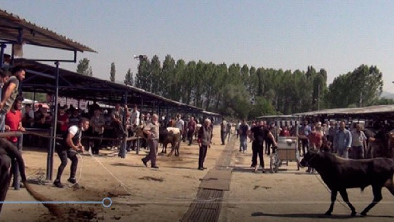 Kurbanlık boğa ortalığı birbirine kattı