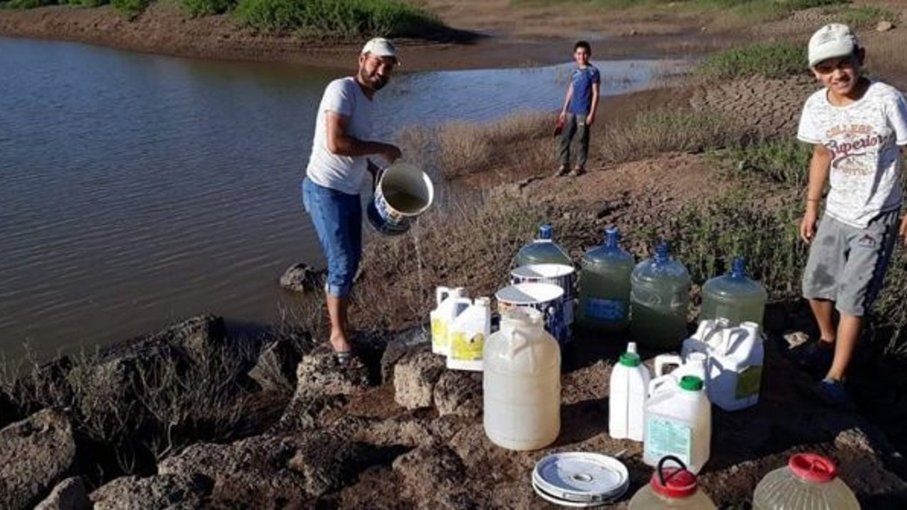 Bir korona vurdu bir fatura: Onlarca hayvan susuzluktan telef oldu