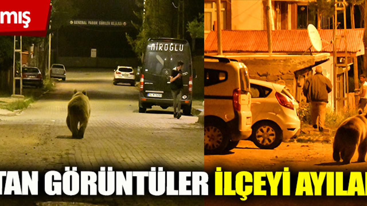 Sarıkamış'ta korkutan görüntüler! İlçeyi ayılar bastı