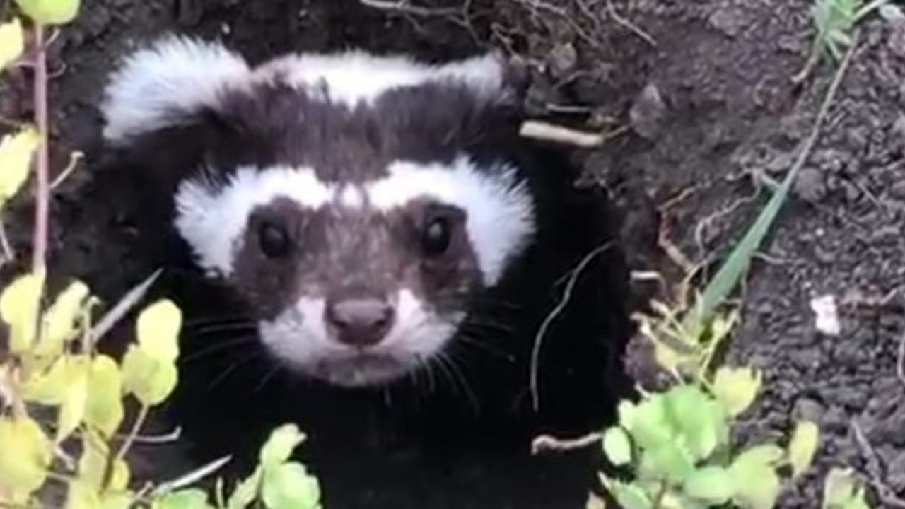 Ardahan'da görüntülendi