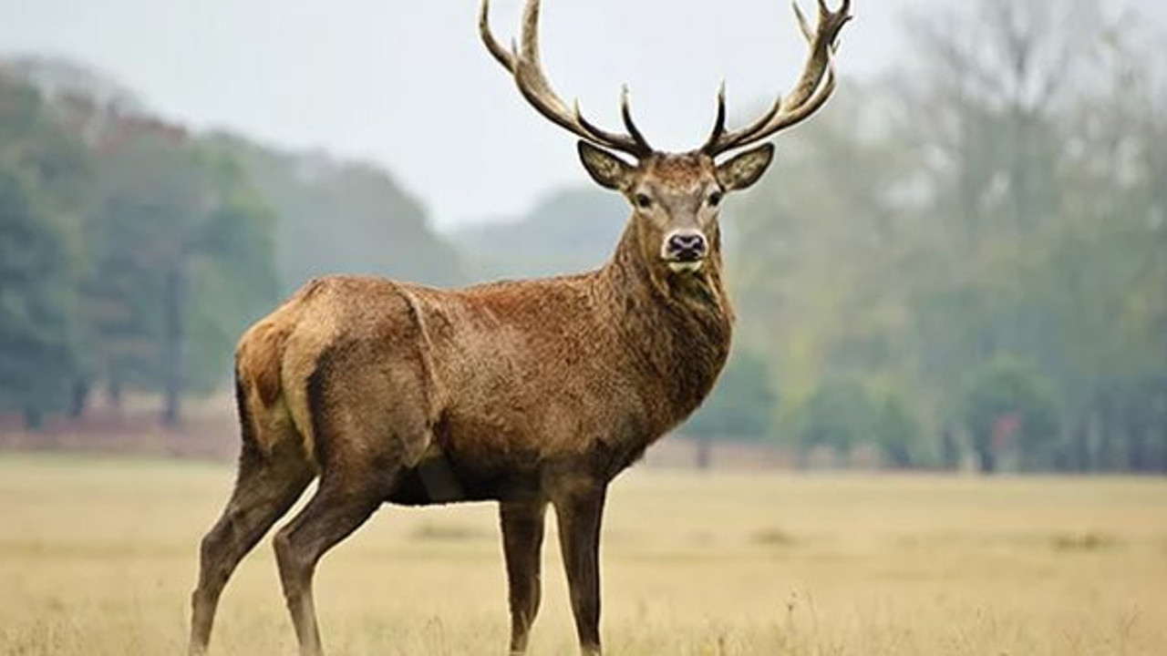 Kim bu cinayete dur diyecek? Cinayet Eskişehir'e de sıçradı