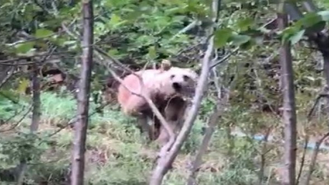 Ayı korkusundan sokağa adım atamıyorlar