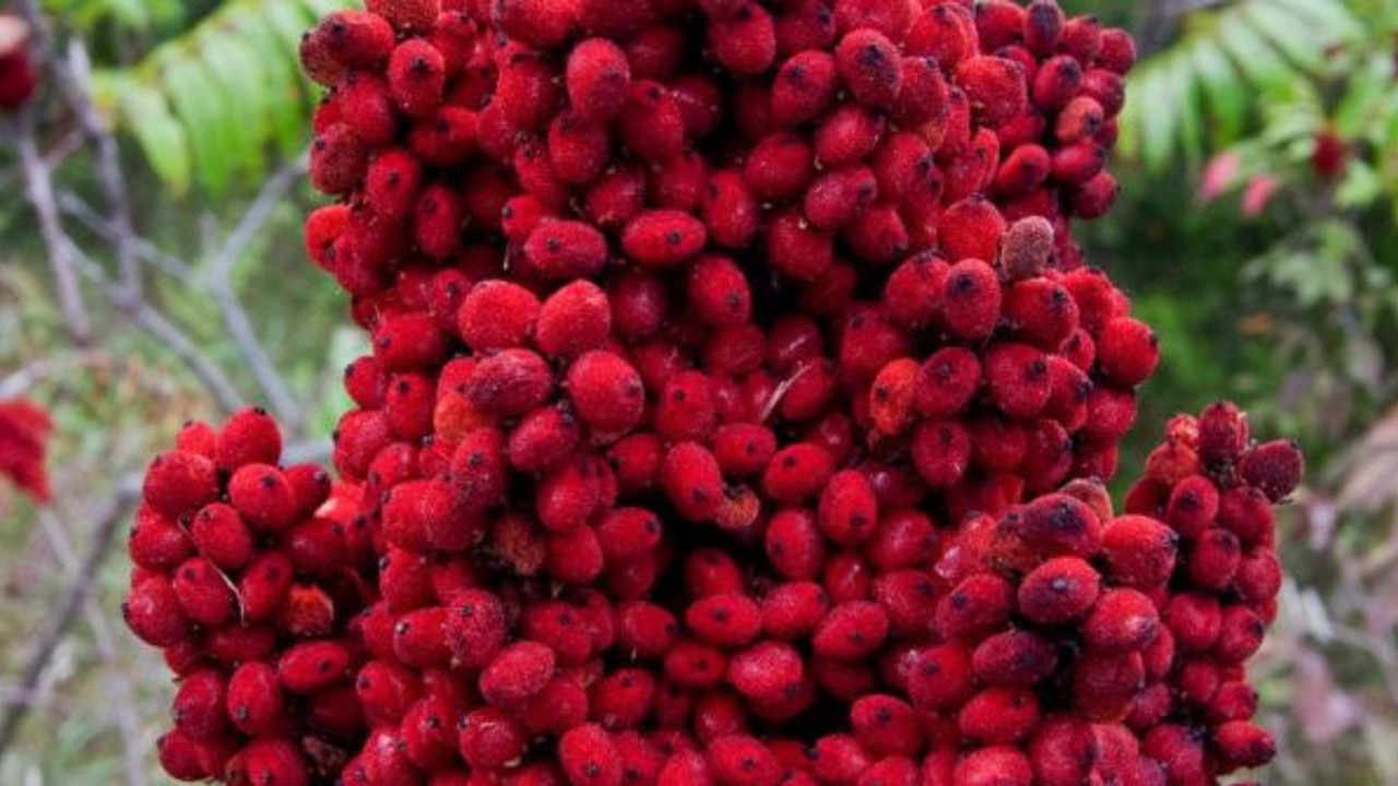 Sofranızdan eksik etmeyin! DNA’yı güçlendiriyor, kansere karşı kalkan oluyor