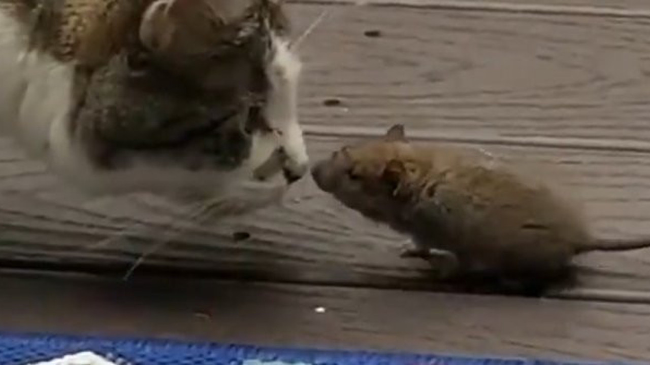 Tarihi küslük son buldu: İşte kameralara yansıyan görüntü