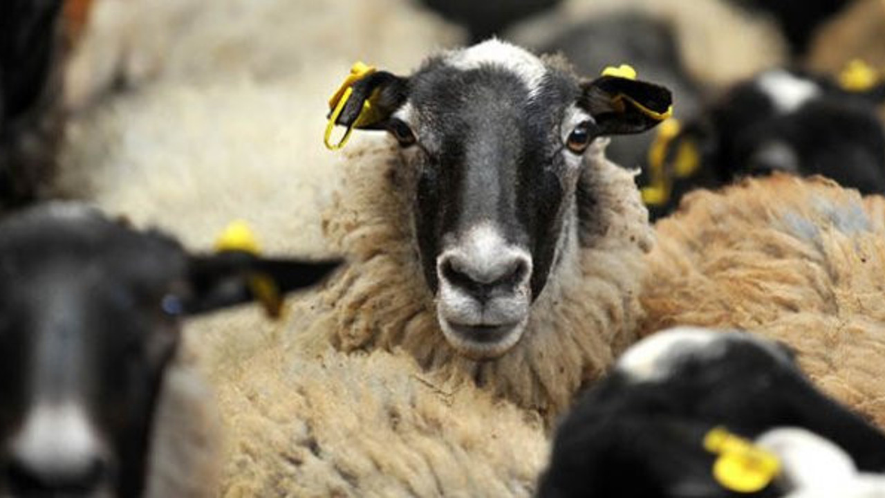 Kurban eti için hayat kurtaracak uyarı