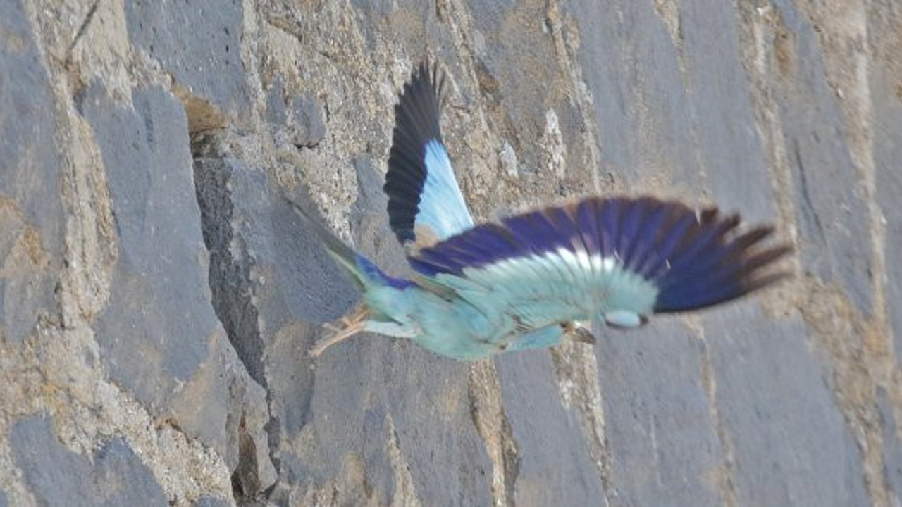 Duvardaki su kanalları yırtıcı kuşların yuvası oldu