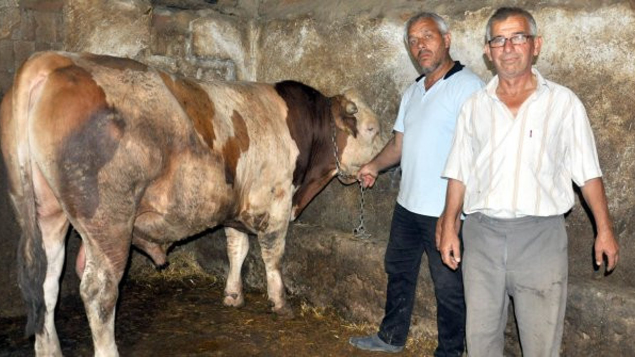 1 ton 100 kiloluk 'Tosun' adlı dana 24 bin liraya satıldı
