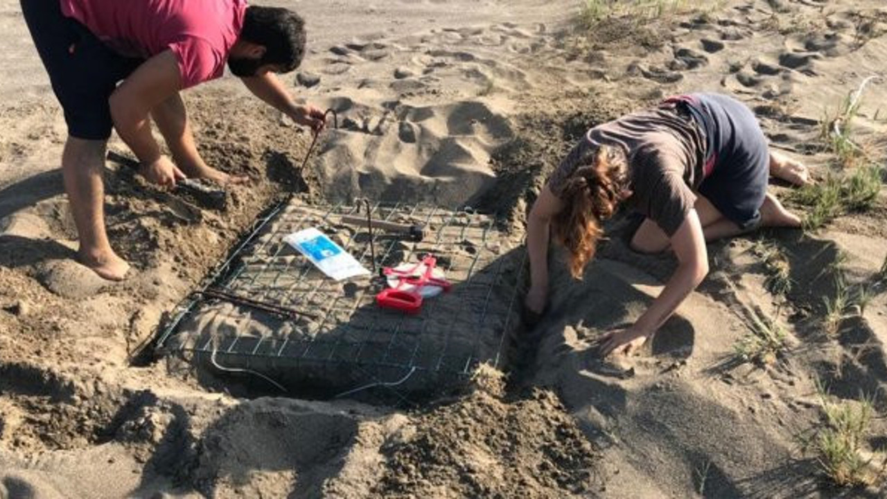İztuzu Plajı'nda caretta caretta yuvası rekor sayıya ulaştı