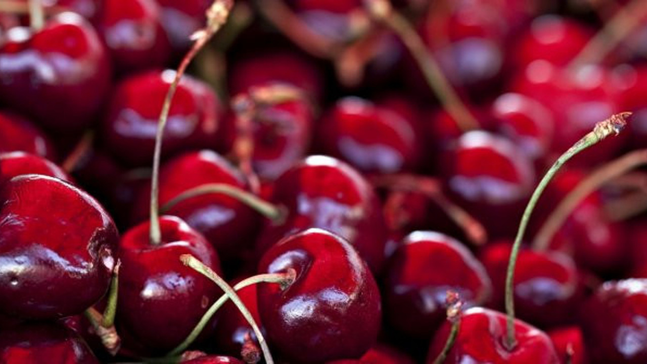 Cumhuriyet tarihi rekoru… Kirazda yeni rekor sezon bitmeden geldi