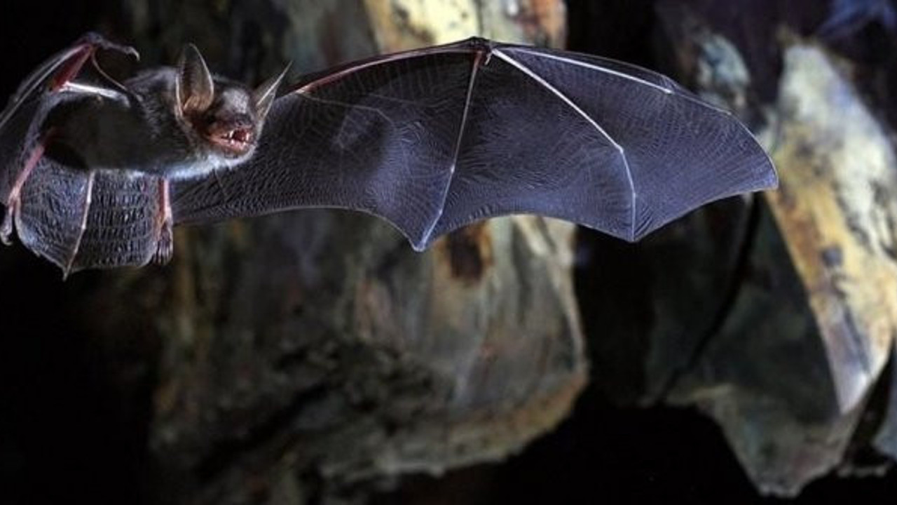 İşte bilimin yanıtı! Korona virüs yarasaları neden öldürmüyor