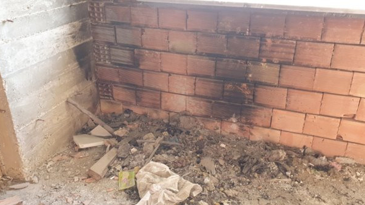 Bu kadar canilik olmaz! Önce kedinin gözlerini oydular