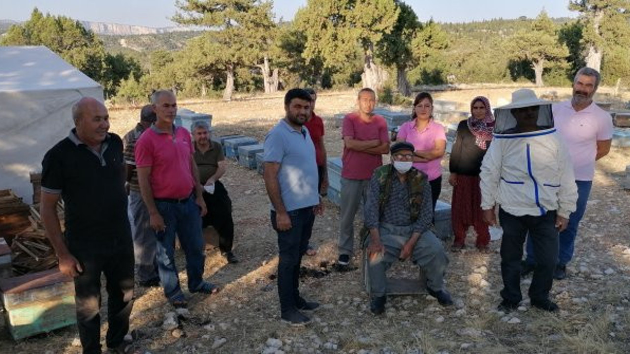 Arılara sinek ilacı sıkıp, balları çaldılar