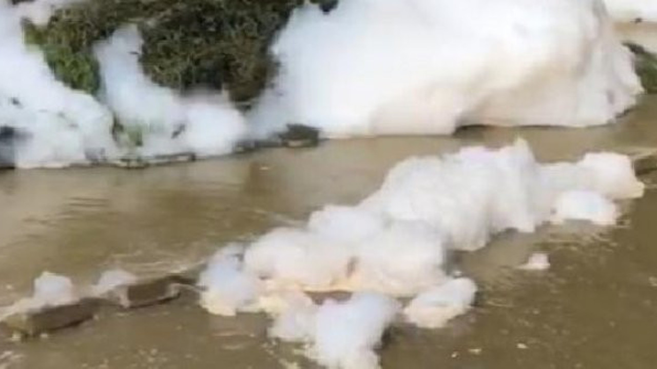 Dere köpürdü, toplu balık ölümleri görenleri korkuttu