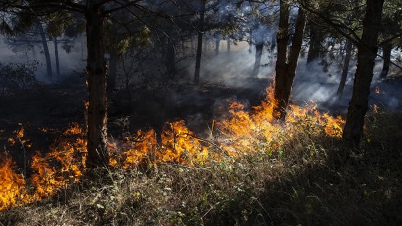 Yine orman yangını: Edirne Meriç yanıyor