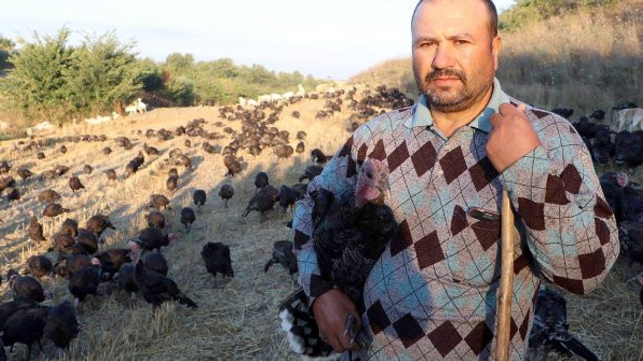 "Oooooooo" diye bağırması yetiyor! Hindilerle konuşun adam