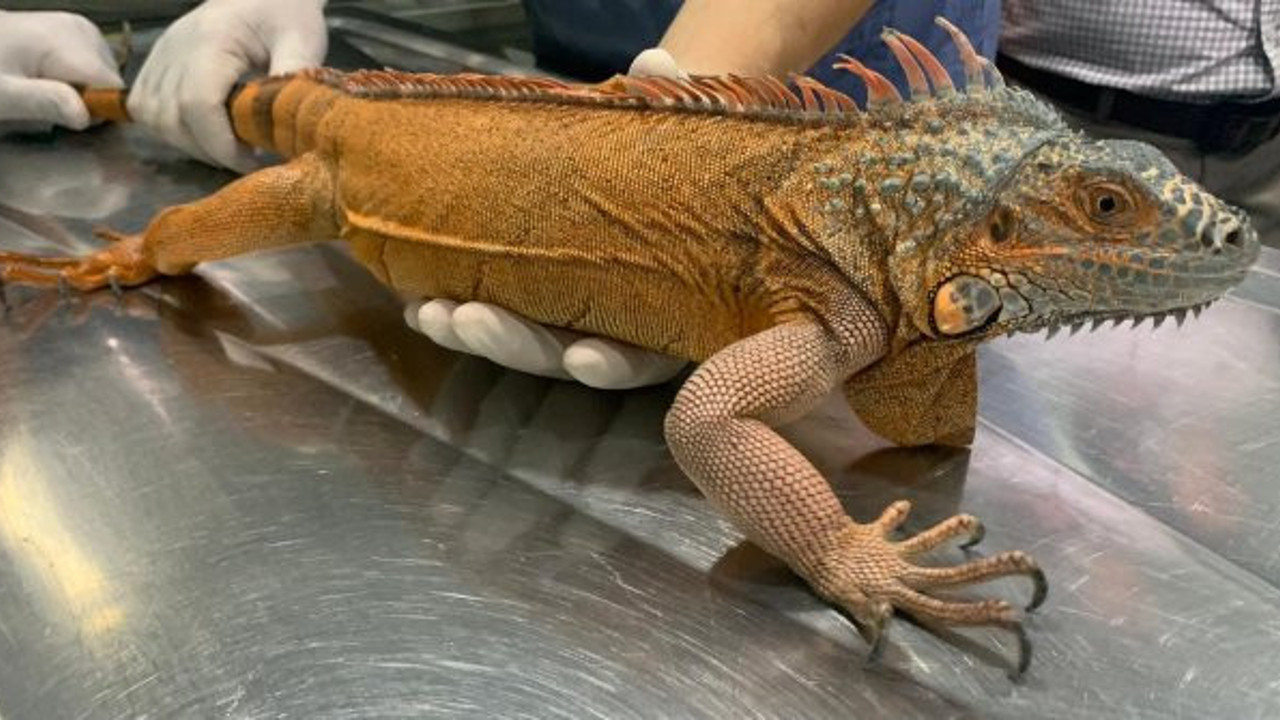 Üsküdar'da iguana bulundu