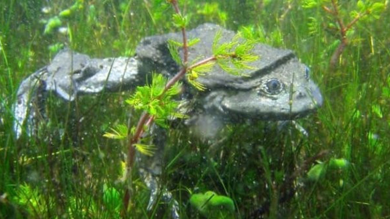 Afrodizyak etkisi için yakalanıyor… Bilim insanları onu kurtarmanın peşinde