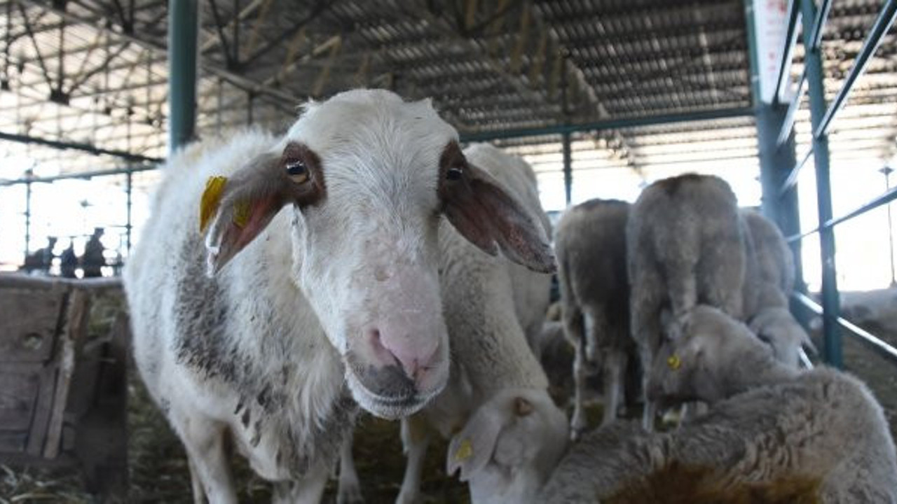 Eskişehir'de kurbanlıklar elde kaldı, fiyatlar düştü