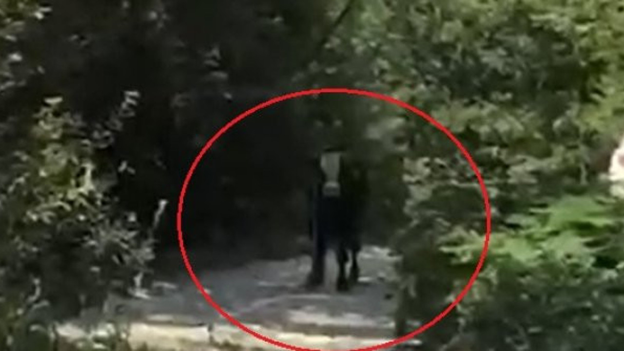 40 saat kaçan boğa 2 kişiyi hastanelik etti