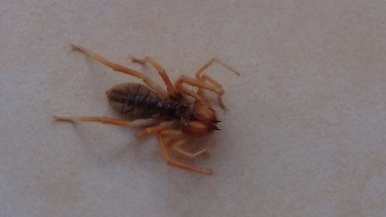 Bir bu eksikti Kahramanmaraş'ta ortaya çıktı! Evde görülen et yiyen örümcek korkuttu