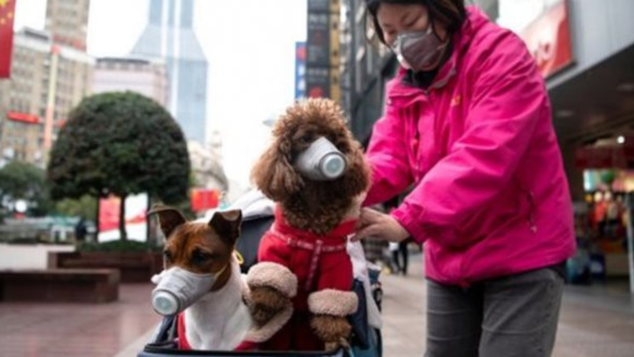 Evcil hayvanlarda korona çıktı: Sahipleri salgına yakalanınca test yapıldı