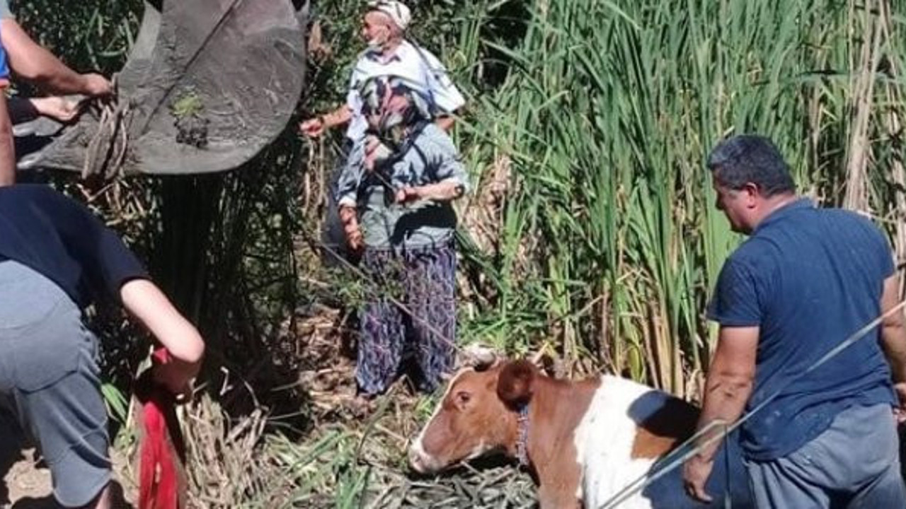 Bataklığa saplandılar! AFAD kurtardı