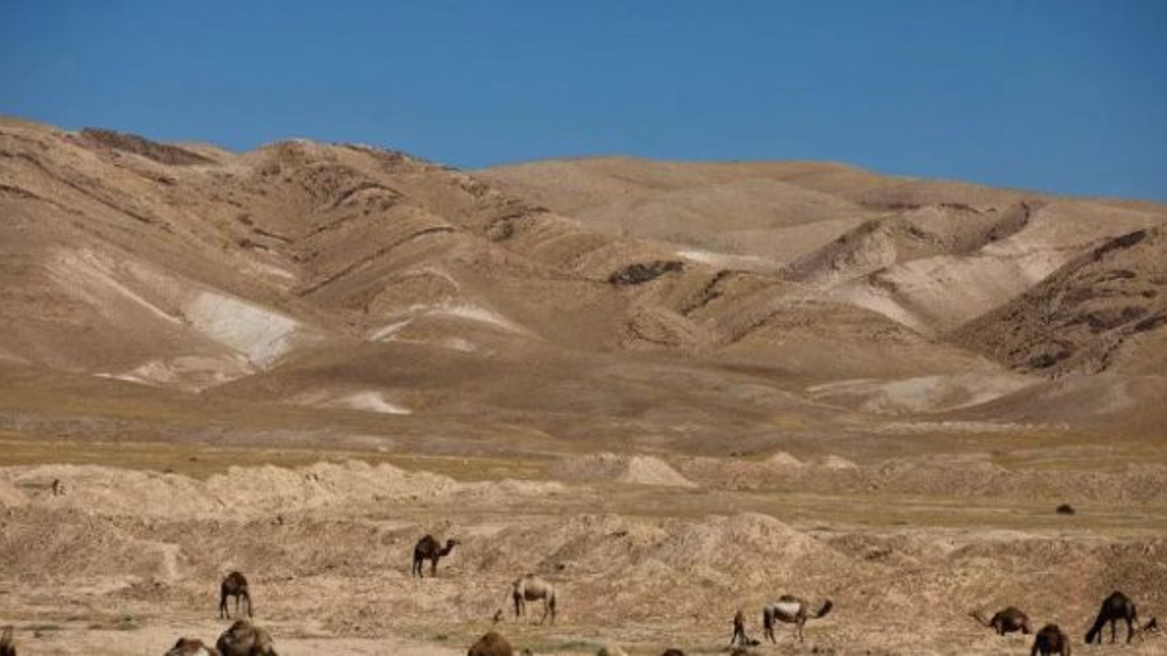 Bu seferde develer öksüre öksüre öldü, nedeni belli oldu