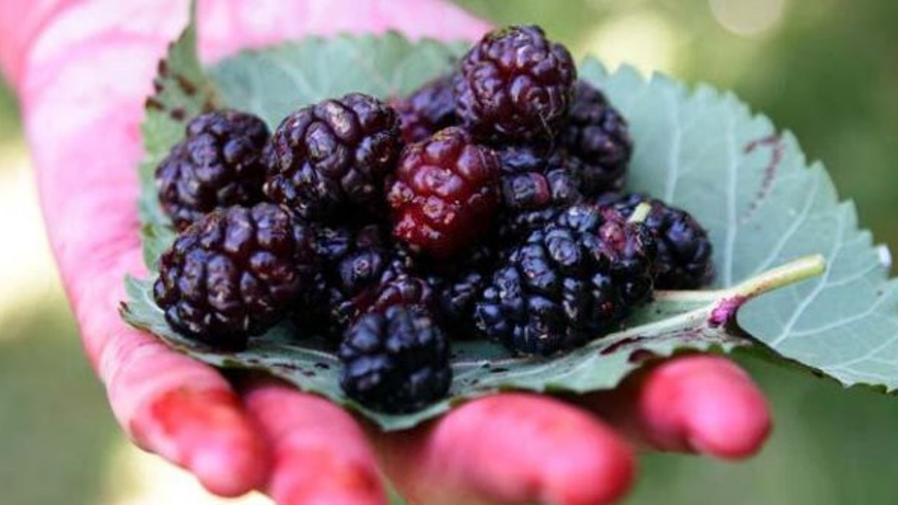 Birçok hastalığa iyi geliyor! Dertlere deva... Yoğun talep var