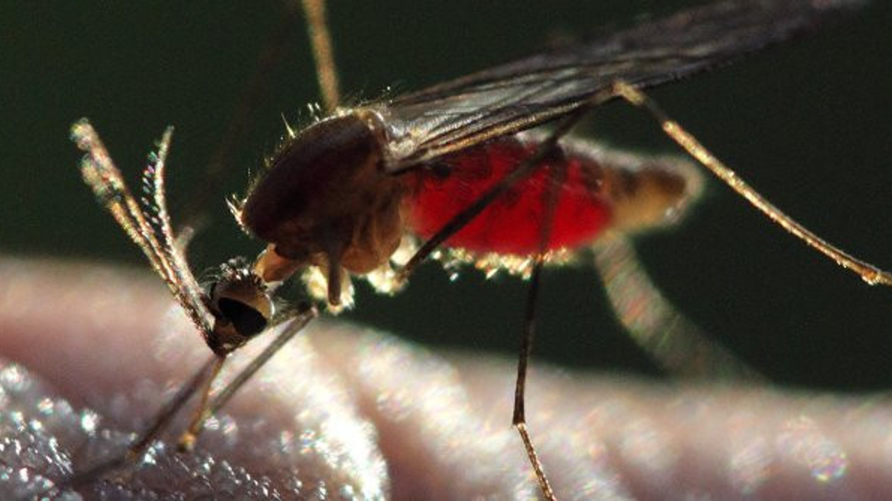 Sıtma parazitinin mutasyonu, ilaca dirençli çıktı