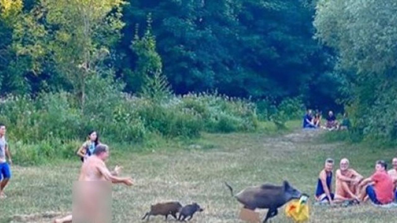 Domuz sürüsü çıplaklar kampını bastı: Çırılçıplak bilgisayarını çalan domuzu peşine düştü