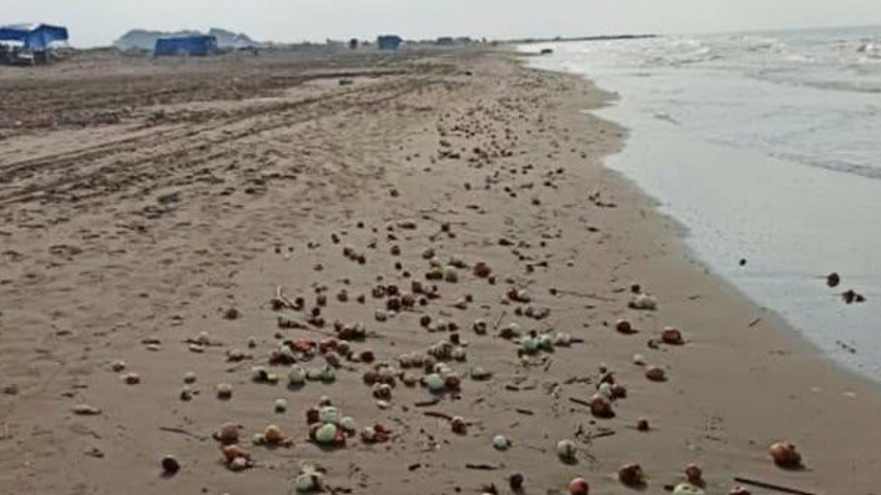 Yüzlercesi sahile vurdu! Görenlerin gözleri fal taşı gibi açıldı